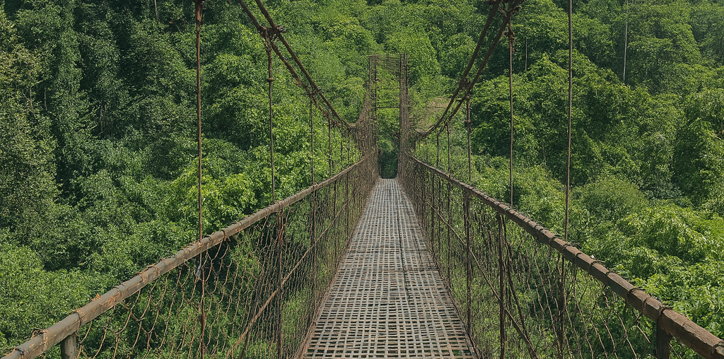 Chympe Package - Forest Trek